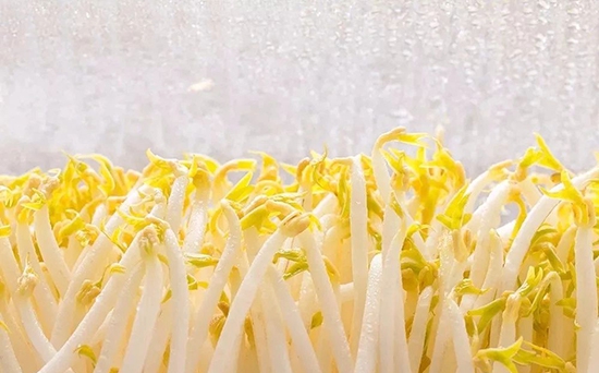 不要把豆芽直接放冰箱了，簡單一招，存放豆芽